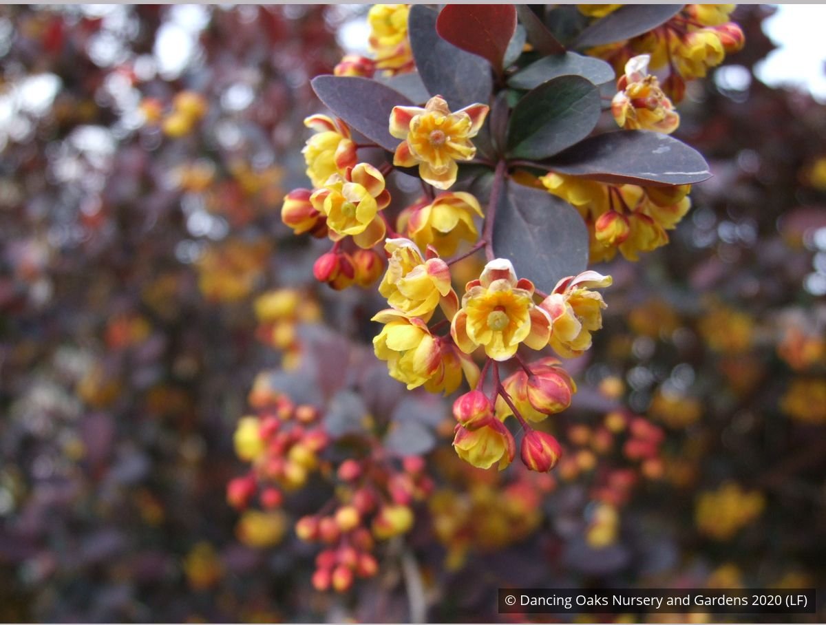 Shrubs ~ Berberis x ottawensis 'Silver Miles', Barberry ~ Dancing Oaks Nursery and Gardens ~ Retail Nursery ~ Mail Order Nursery