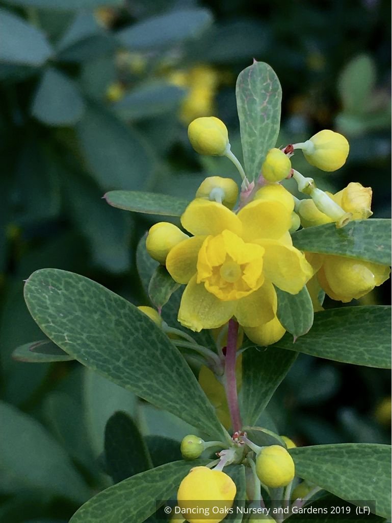 Shrubs ~ Berberis wilsoniae, Mrs Wilson's Barberry ~ Dancing Oaks Nursery and Gardens ~ Retail Nursery ~ Mail Order Nursery