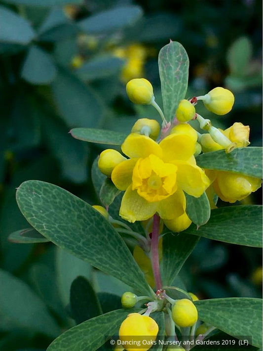 Shrubs ~ Berberis wilsoniae, Mrs Wilson's Barberry ~ Dancing Oaks Nursery and Gardens ~ Retail Nursery ~ Mail Order Nursery