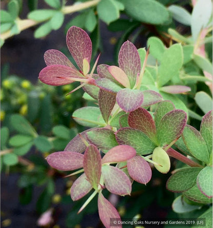 Shrubs ~ Berberis wilsoniae, Mrs Wilson's Barberry ~ Dancing Oaks Nursery and Gardens ~ Retail Nursery ~ Mail Order Nursery