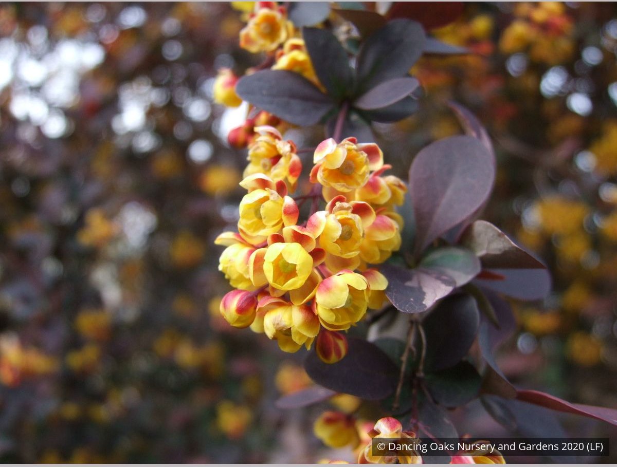 Shrubs ~ Berberis x ottawensis 'Silver Miles', Barberry ~ Dancing Oaks Nursery and Gardens ~ Retail Nursery ~ Mail Order Nursery