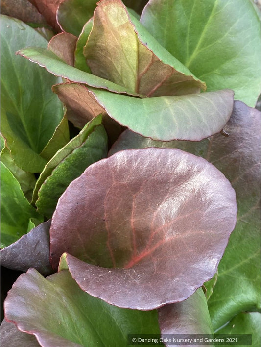 Bergenia cordifolia 'Winter Glow'™ (syn. 'Winterglut'), Pigsqueak