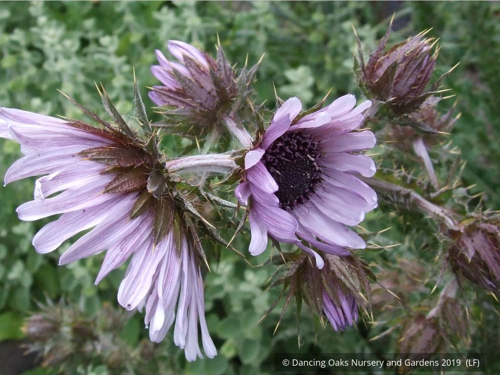 Perennials ~ Berkheya purpurea seedlings, South African Thistle ~ Dancing Oaks Nursery and Gardens ~ Retail Nursery ~ Mail Order Nursery
