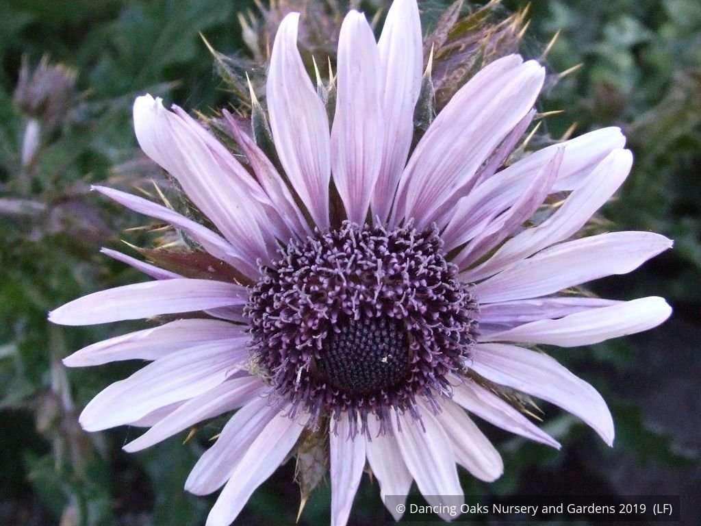 Perennials ~ Berkheya purpurea seedlings, South African Thistle ~ Dancing Oaks Nursery and Gardens ~ Retail Nursery ~ Mail Order Nursery