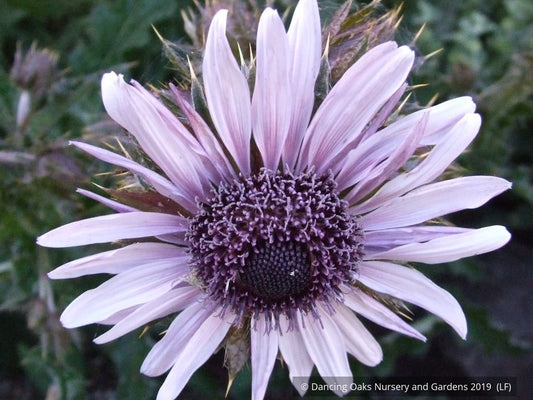 Perennials ~ Berkheya purpurea seedlings, South African Thistle ~ Dancing Oaks Nursery and Gardens ~ Retail Nursery ~ Mail Order Nursery