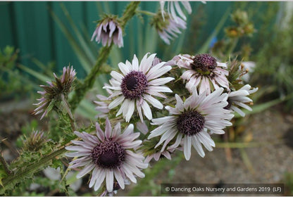 Perennials ~ Berkheya purpurea seedlings, South African Thistle ~ Dancing Oaks Nursery and Gardens ~ Retail Nursery ~ Mail Order Nursery
