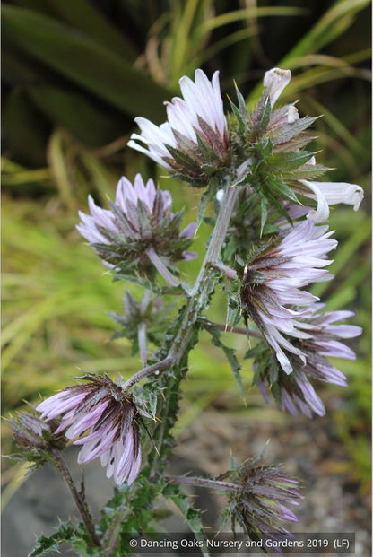 Perennials ~ Berkheya purpurea seedlings, South African Thistle ~ Dancing Oaks Nursery and Gardens ~ Retail Nursery ~ Mail Order Nursery