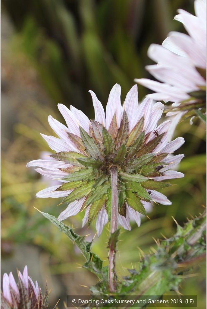 Perennials ~ Berkheya purpurea seedlings, South African Thistle ~ Dancing Oaks Nursery and Gardens ~ Retail Nursery ~ Mail Order Nursery