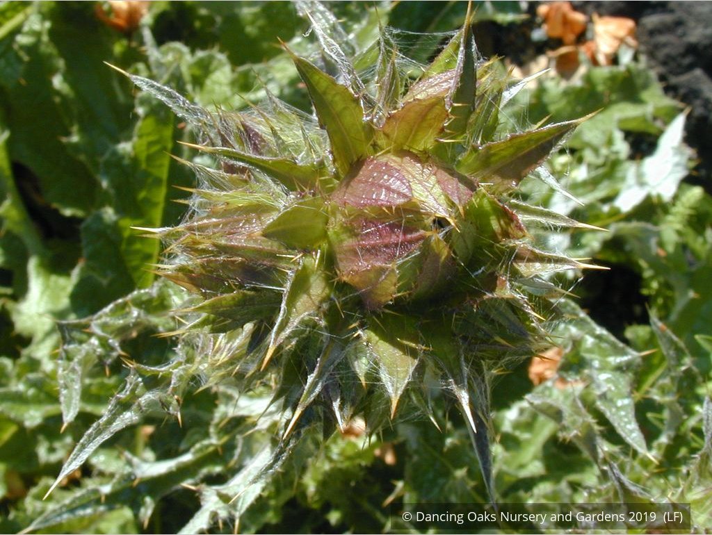 Perennials ~ Berkheya purpurea seedlings, South African Thistle ~ Dancing Oaks Nursery and Gardens ~ Retail Nursery ~ Mail Order Nursery