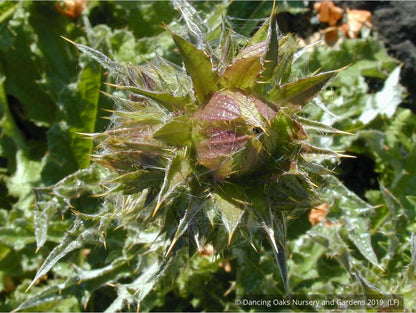 Perennials ~ Berkheya purpurea seedlings, South African Thistle ~ Dancing Oaks Nursery and Gardens ~ Retail Nursery ~ Mail Order Nursery