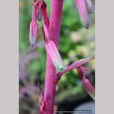 Perennials ~ Beschorneria septentrionalis, Red False Agave ~ Dancing Oaks Nursery and Gardens ~ Retail Nursery ~ Mail Order Nursery