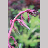 Perennials ~ Beschorneria septentrionalis, Red False Agave ~ Dancing Oaks Nursery and Gardens ~ Retail Nursery ~ Mail Order Nursery