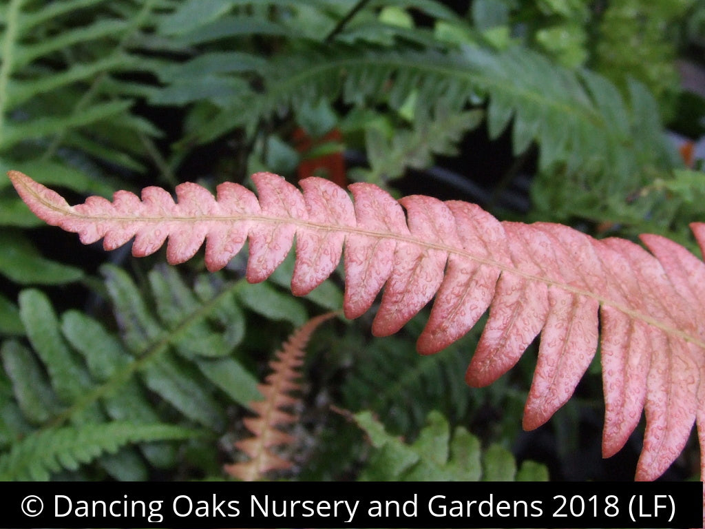 Ferns ~ Blechnum occidentale, Hammock Fern ~ Dancing Oaks Nursery and Gardens ~ Retail Nursery ~ Mail Order Nursery