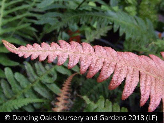 Ferns ~ Blechnum occidentale, Hammock Fern ~ Dancing Oaks Nursery and Gardens ~ Retail Nursery ~ Mail Order Nursery
