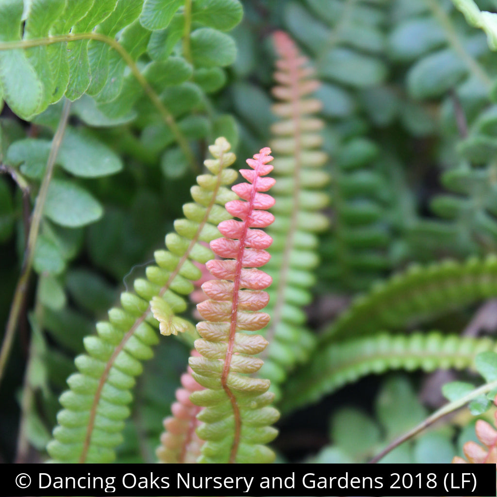 Ferns ~ Austroblechnum penna-marina (syn. Blechnum penna-marina), Alpine Water Fern ~ Dancing Oaks Nursery and Gardens ~ Retail Nursery ~ Mail Order Nursery