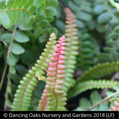 Ferns ~ Austroblechnum penna-marina (syn. Blechnum penna-marina), Alpine Water Fern ~ Dancing Oaks Nursery and Gardens ~ Retail Nursery ~ Mail Order Nursery