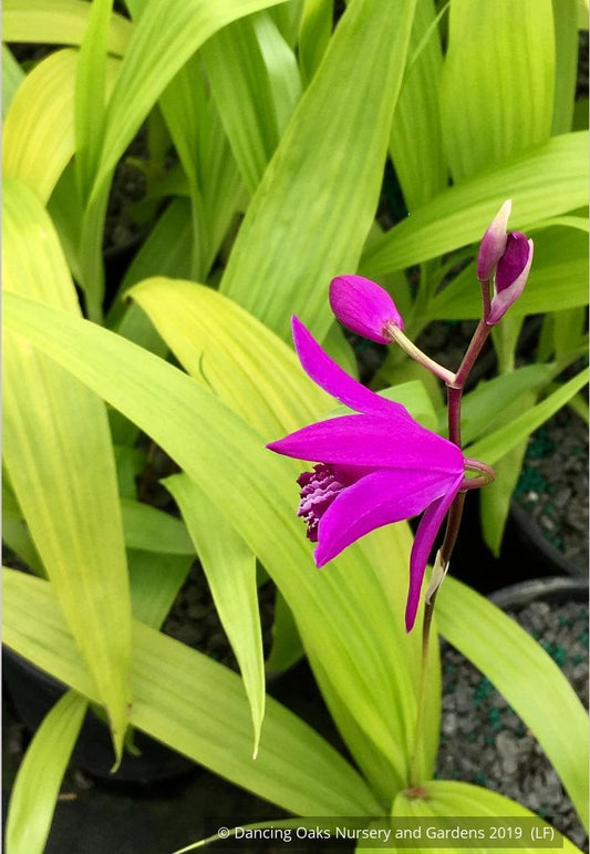 Perennials ~ Bletilla striata 'Ogon', Hardy Ground Orchid ~ Dancing Oaks Nursery and Gardens ~ Retail Nursery ~ Mail Order Nursery