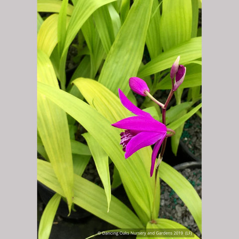 Perennials ~ Bletilla striata 'Ogon', Hardy Ground Orchid ~ Dancing Oaks Nursery and Gardens ~ Retail Nursery ~ Mail Order Nursery