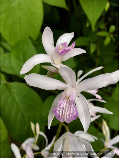 Perennials ~ Bletilla striata 'Pink Snow', Hardy Ground Orchid ~ Dancing Oaks Nursery and Gardens ~ Retail Nursery ~ Mail Order Nursery