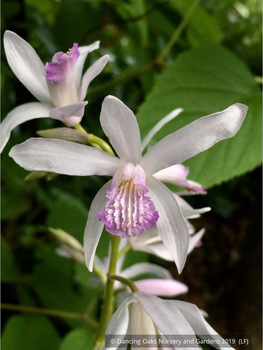 Perennials ~ Bletilla striata 'Pink Snow', Hardy Ground Orchid ~ Dancing Oaks Nursery and Gardens ~ Retail Nursery ~ Mail Order Nursery