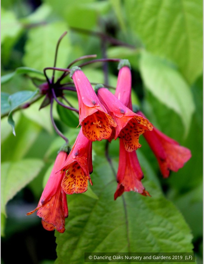 Vines ~ Bomarea caldasii ~ Dancing Oaks Nursery and Gardens ~ Retail Nursery ~ Mail Order Nursery