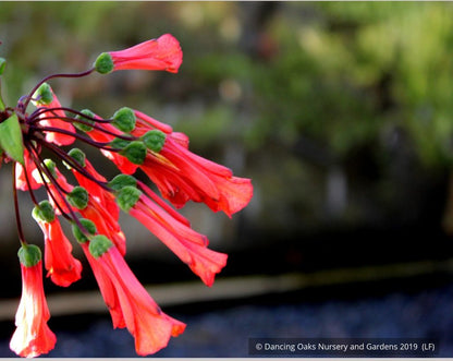 Vines ~ Bomarea caldasii ~ Dancing Oaks Nursery and Gardens ~ Retail Nursery ~ Mail Order Nursery
