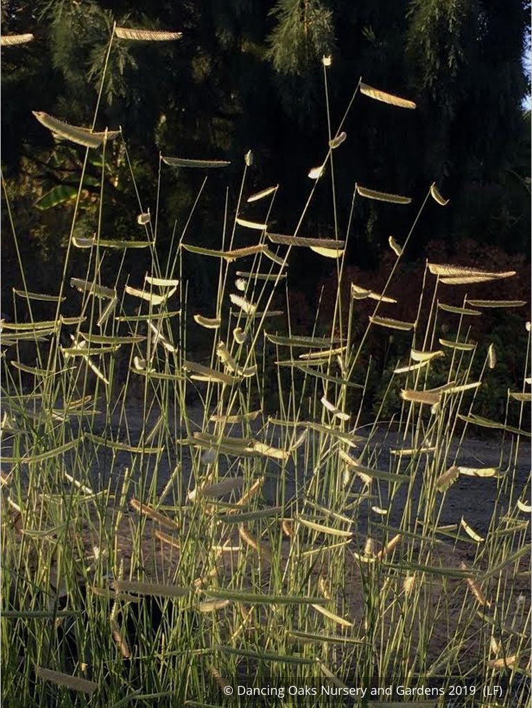 Grasses ~ Bouteloua gracilis 'Blonde Ambition', Blue Grama Grass ~ Dancing Oaks Nursery and Gardens ~ Retail Nursery ~ Mail Order Nursery