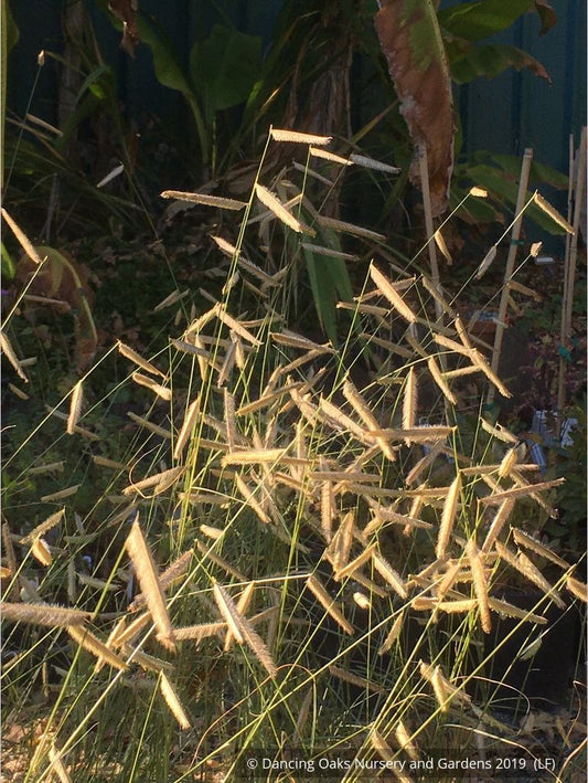 Grasses ~ Bouteloua gracilis 'Blonde Ambition', Blue Grama Grass ~ Dancing Oaks Nursery and Gardens ~ Retail Nursery ~ Mail Order Nursery