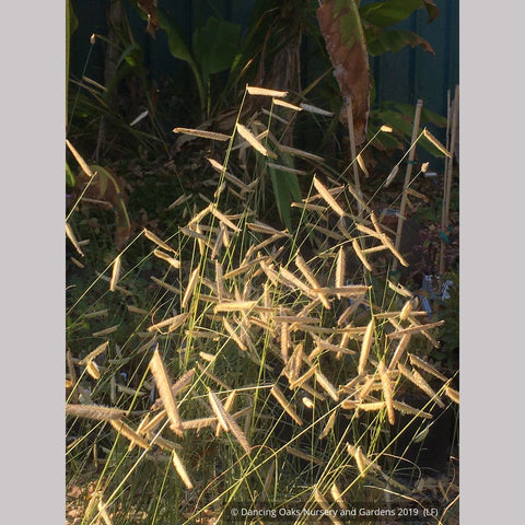 Grasses ~ Bouteloua gracilis 'Blonde Ambition', Blue Grama Grass ~ Dancing Oaks Nursery and Gardens ~ Retail Nursery ~ Mail Order Nursery