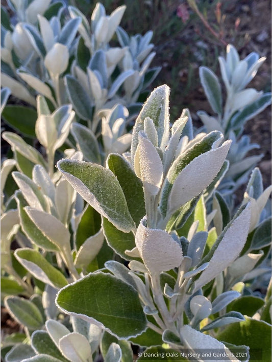 Brachyglottis greyi (syn. Senecio greyi), Daisy Bush