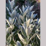 Brachyglottis greyi (Syn. Senecio greyi), Daisy Bush