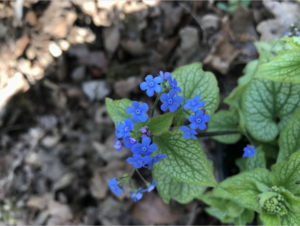 Perennials ~ Brunnera 'Alexander's Great' PPAF, Alexander's Great Brunnera ~ Dancing Oaks Nursery and Gardens ~ Retail Nursery ~ Mail Order Nursery