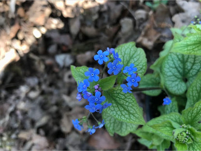 Perennials ~ Brunnera 'Alexander's Great' PPAF, Alexander's Great Brunnera ~ Dancing Oaks Nursery and Gardens ~ Retail Nursery ~ Mail Order Nursery