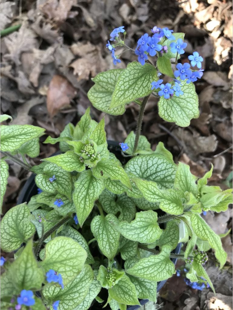 Perennials ~ Brunnera 'Alexander's Great' PPAF, Alexander's Great Brunnera ~ Dancing Oaks Nursery and Gardens ~ Retail Nursery ~ Mail Order Nursery