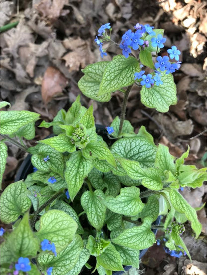 Perennials ~ Brunnera 'Alexander's Great' PPAF, Alexander's Great Brunnera ~ Dancing Oaks Nursery and Gardens ~ Retail Nursery ~ Mail Order Nursery