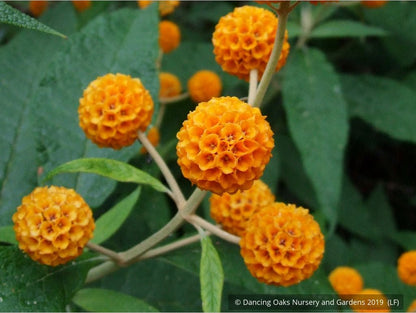 Shrubs ~ Buddleia globosa, Chilean Orange Ball Tree ~ Dancing Oaks Nursery and Gardens ~ Retail Nursery ~ Mail Order Nursery