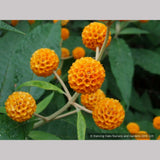 Shrubs ~ Buddleia globosa, Chilean Orange Ball Tree ~ Dancing Oaks Nursery and Gardens ~ Retail Nursery ~ Mail Order Nursery