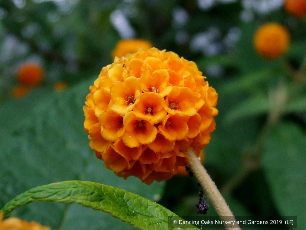 Shrubs ~ Buddleia globosa, Chilean Orange Ball Tree ~ Dancing Oaks Nursery and Gardens ~ Retail Nursery ~ Mail Order Nursery
