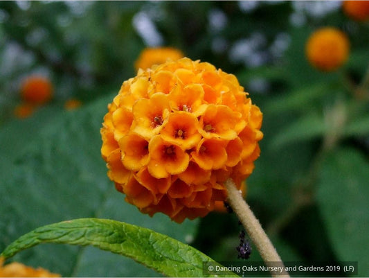 Shrubs ~ Buddleia globosa, Chilean Orange Ball Tree ~ Dancing Oaks Nursery and Gardens ~ Retail Nursery ~ Mail Order Nursery