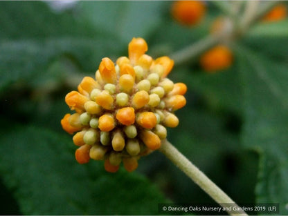 Shrubs ~ Buddleia globosa, Chilean Orange Ball Tree ~ Dancing Oaks Nursery and Gardens ~ Retail Nursery ~ Mail Order Nursery