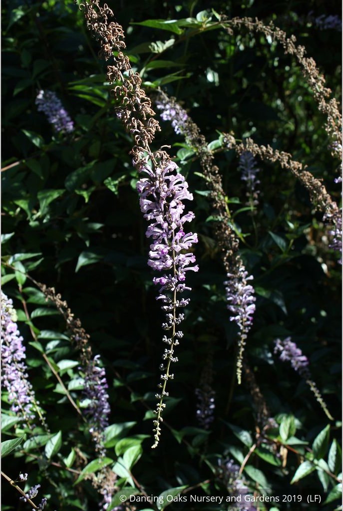Shrubs ~ Buddleia lindleyana, Japanese Butterfly Bush ~ Dancing Oaks Nursery and Gardens ~ Retail Nursery ~ Mail Order Nursery