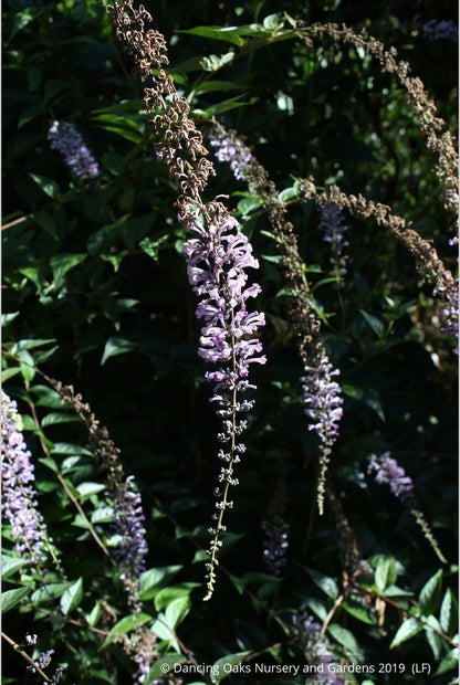 Shrubs ~ Buddleia lindleyana, Japanese Butterfly Bush ~ Dancing Oaks Nursery and Gardens ~ Retail Nursery ~ Mail Order Nursery