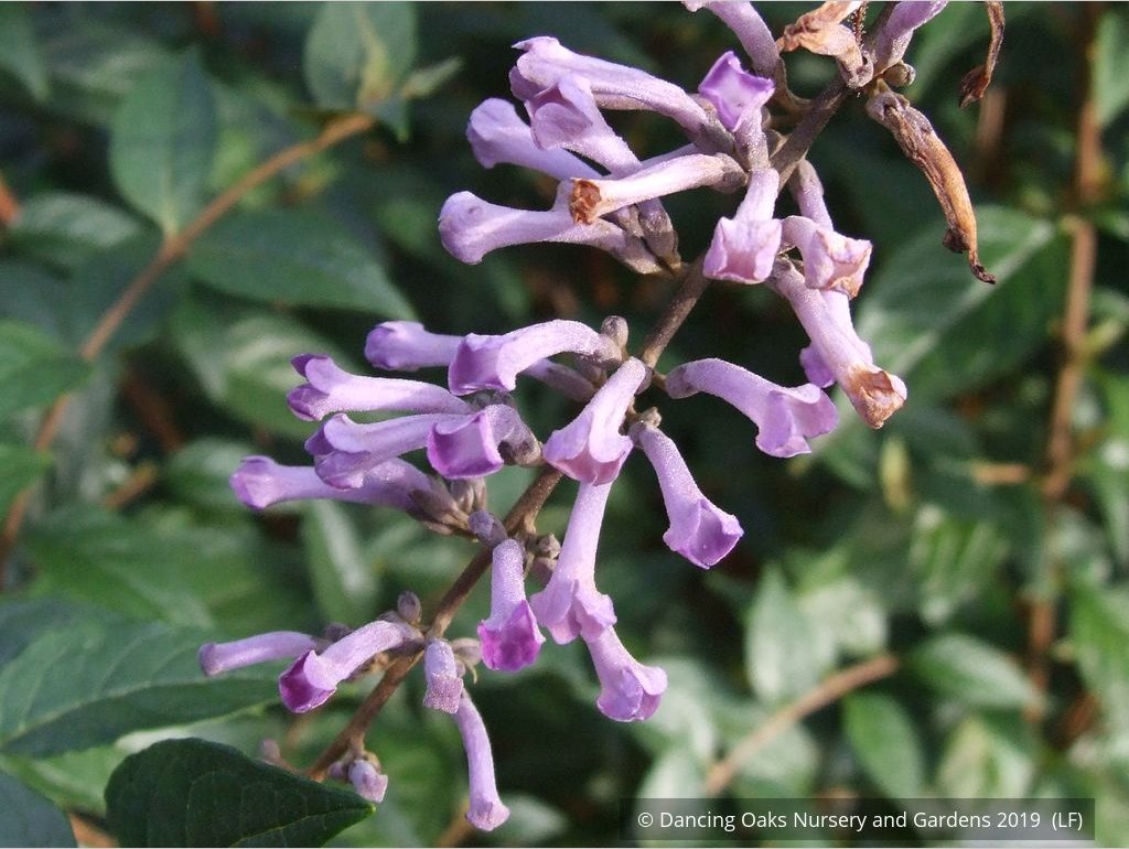 Shrubs ~ Buddleia lindleyana, Japanese Butterfly Bush ~ Dancing Oaks Nursery and Gardens ~ Retail Nursery ~ Mail Order Nursery