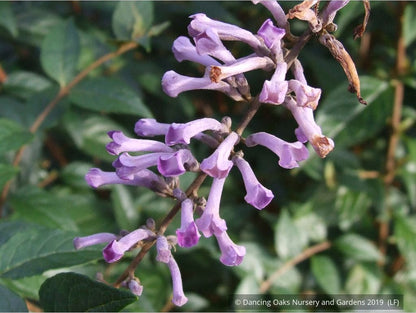Shrubs ~ Buddleia lindleyana, Japanese Butterfly Bush ~ Dancing Oaks Nursery and Gardens ~ Retail Nursery ~ Mail Order Nursery