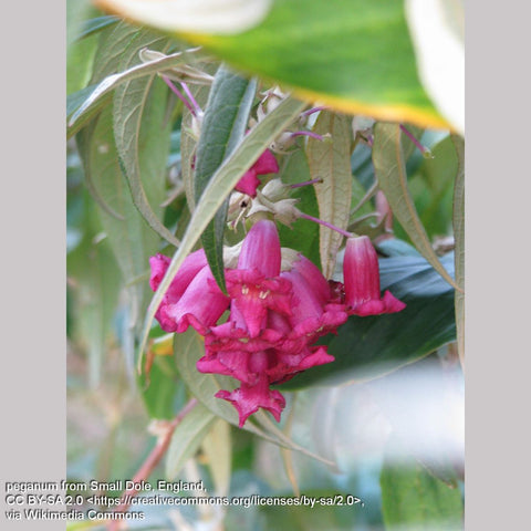 Shrubs ~ Buddleia colvilei, Butterfly Bush ~ Dancing Oaks Nursery and Gardens ~ Retail Nursery ~ Mail Order Nursery