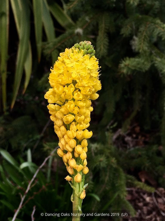 Bulbs & Tubers ~ Bulbinella robusta (syn B. nutans, B. floribunda), Cat's Tail ~ Dancing Oaks Nursery and Gardens ~ Retail Nursery ~ Mail Order Nursery