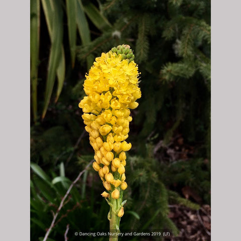 Bulbs & Tubers ~ Bulbinella robusta (syn B. nutans, B. floribunda), Cat's Tail ~ Dancing Oaks Nursery and Gardens ~ Retail Nursery ~ Mail Order Nursery