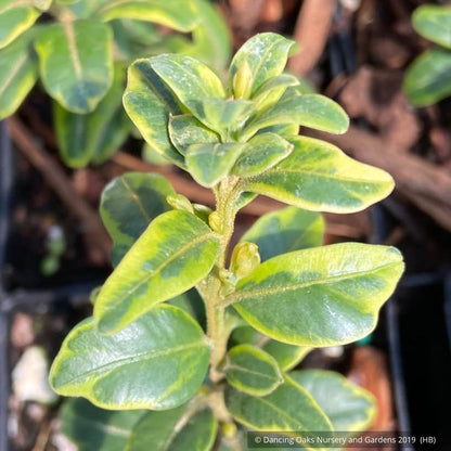 Shrubs ~ Buxus sempervirens, Variegated Form; Variegated Common Boxwood ~ Dancing Oaks Nursery and Gardens ~ Retail Nursery ~ Mail Order Nursery
