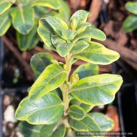 Shrubs ~ Buxus sempervirens, Variegated Form; Variegated Common Boxwood ~ Dancing Oaks Nursery and Gardens ~ Retail Nursery ~ Mail Order Nursery