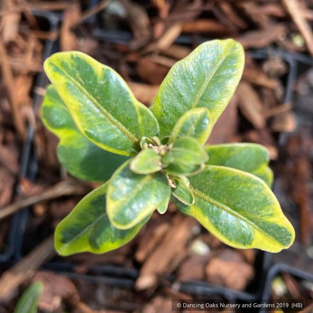 Shrubs ~ Buxus sempervirens, Variegated Form; Variegated Common Boxwood ~ Dancing Oaks Nursery and Gardens ~ Retail Nursery ~ Mail Order Nursery